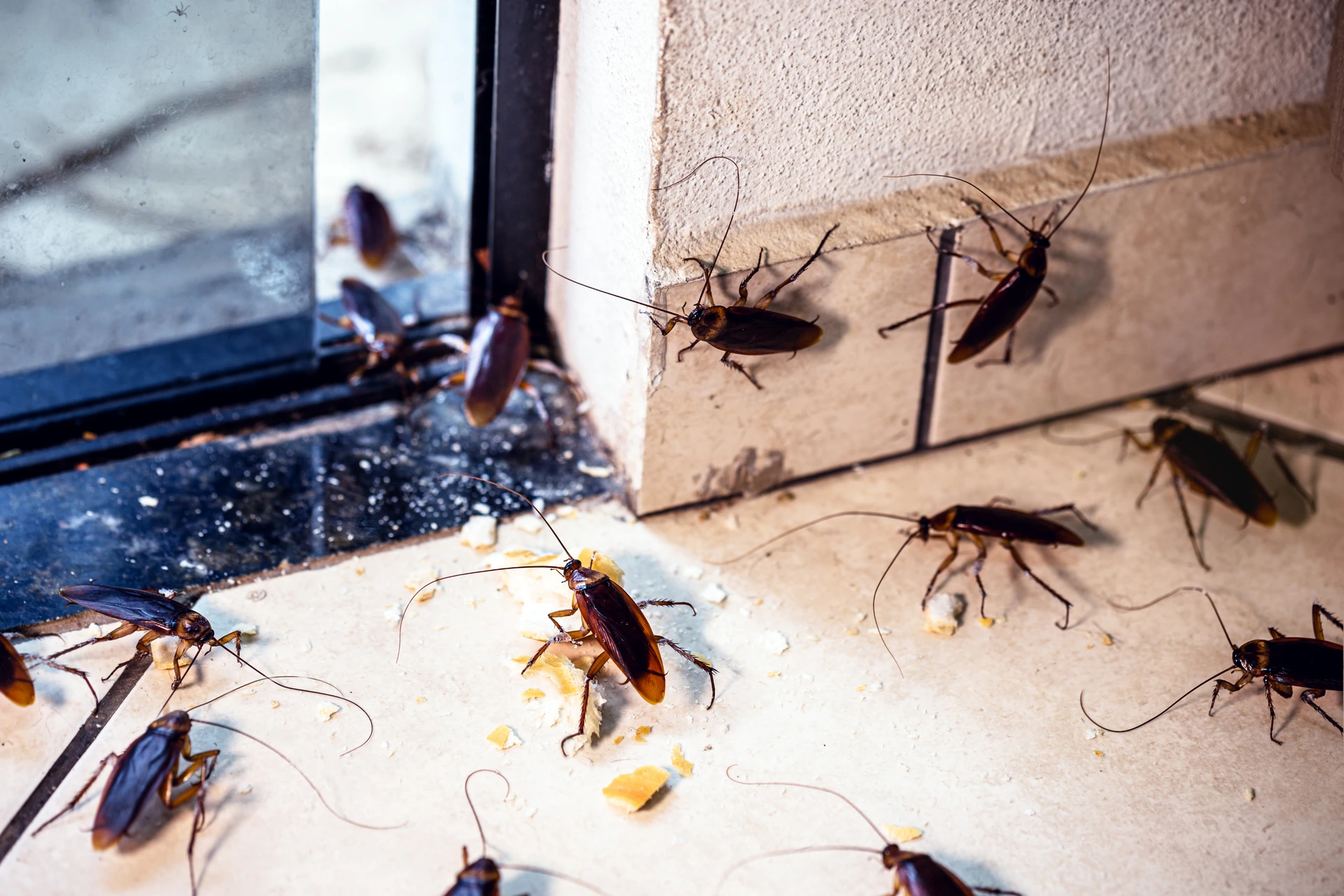 Plagas más frecuentes en Málaga y Costa del Sol