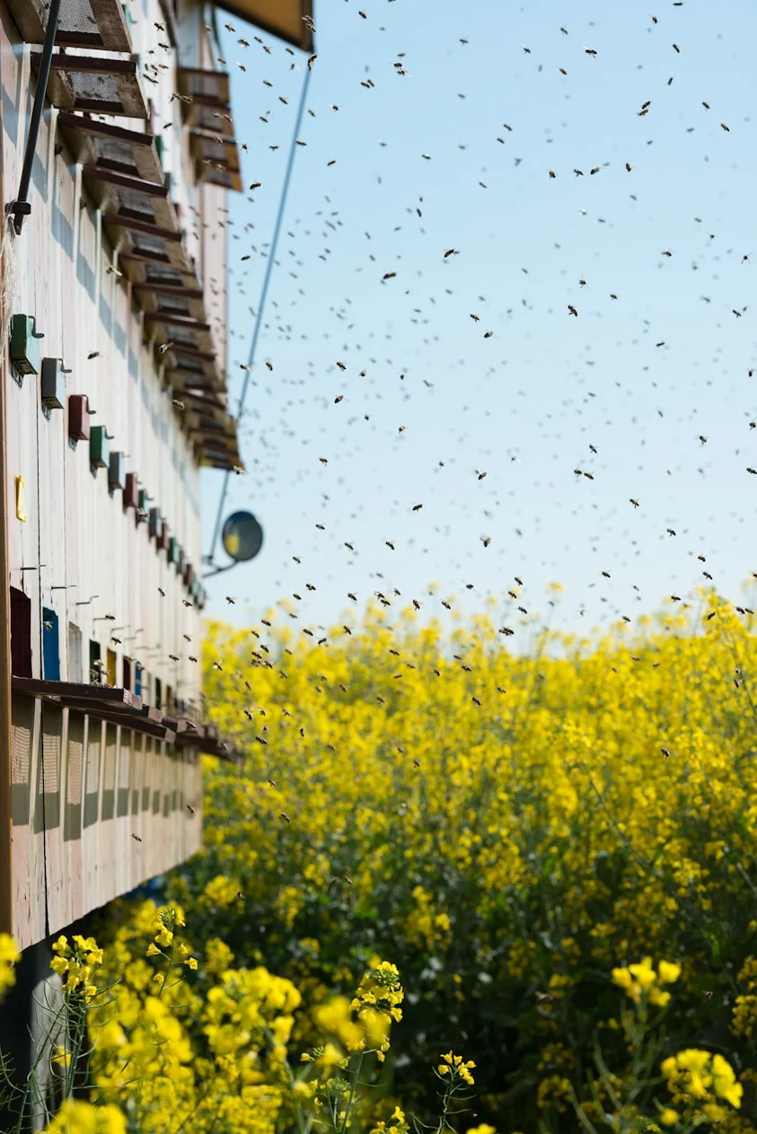 Tipos de Plagas que Eliminamos en Málaga - Control de Plagas Málaga