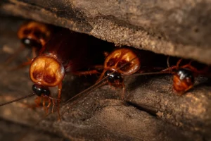 donde entran las cucarachas