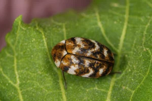 eliminar plaga escarabajos de alfombra