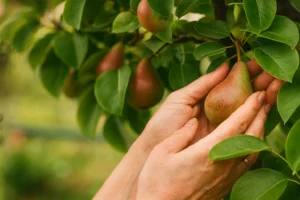 fumigar higueras contra la mosca