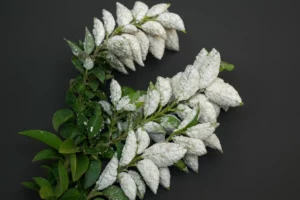 plagas naranjos sin perder cosecha