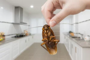 por donde entran las cucarachas si esta todo cerrado