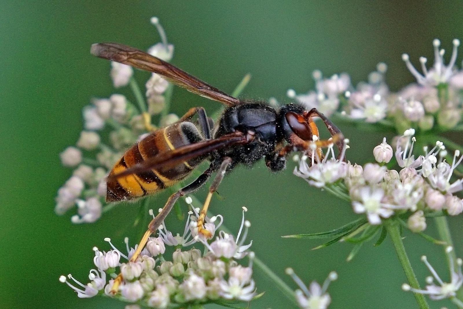 Ejemplar de avispa asiática, Vespa velutina, la especie asentada en el norte peninsular