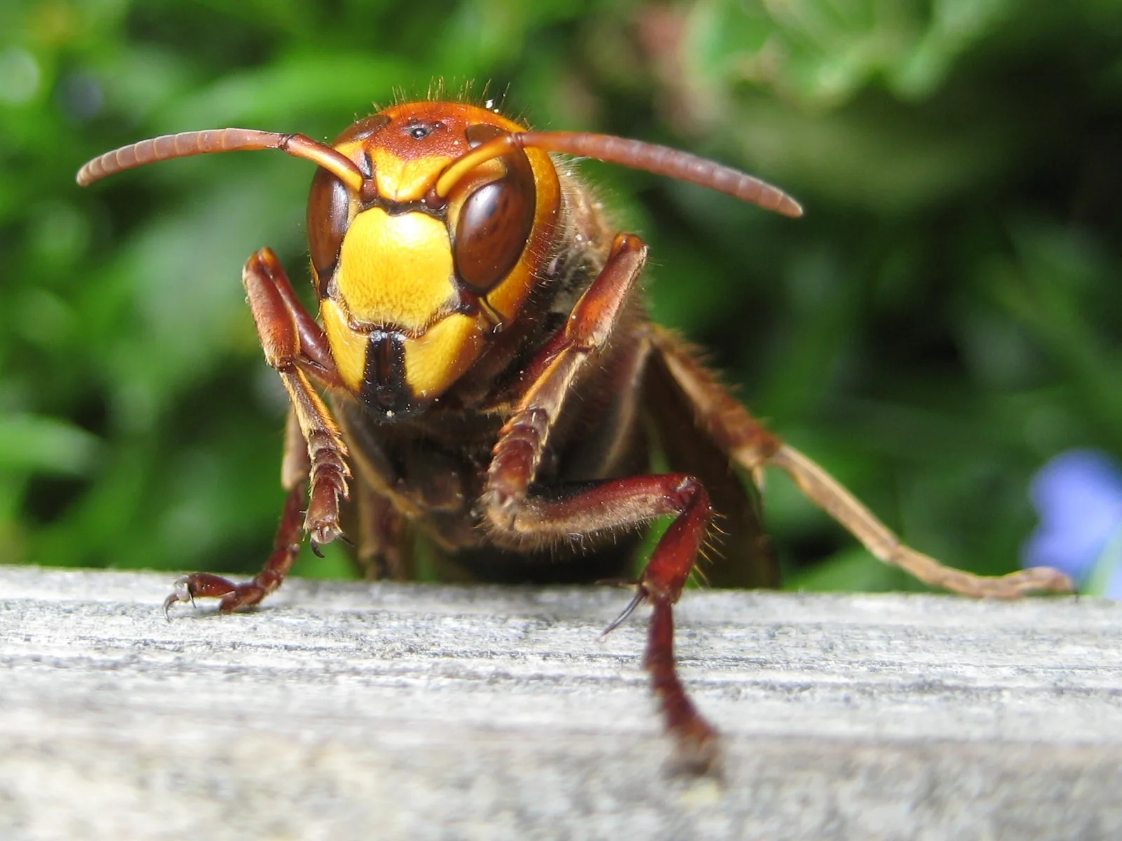 Ejemplar de avispón europeo, Vespa crabro, el único de los tres que vuela de noche