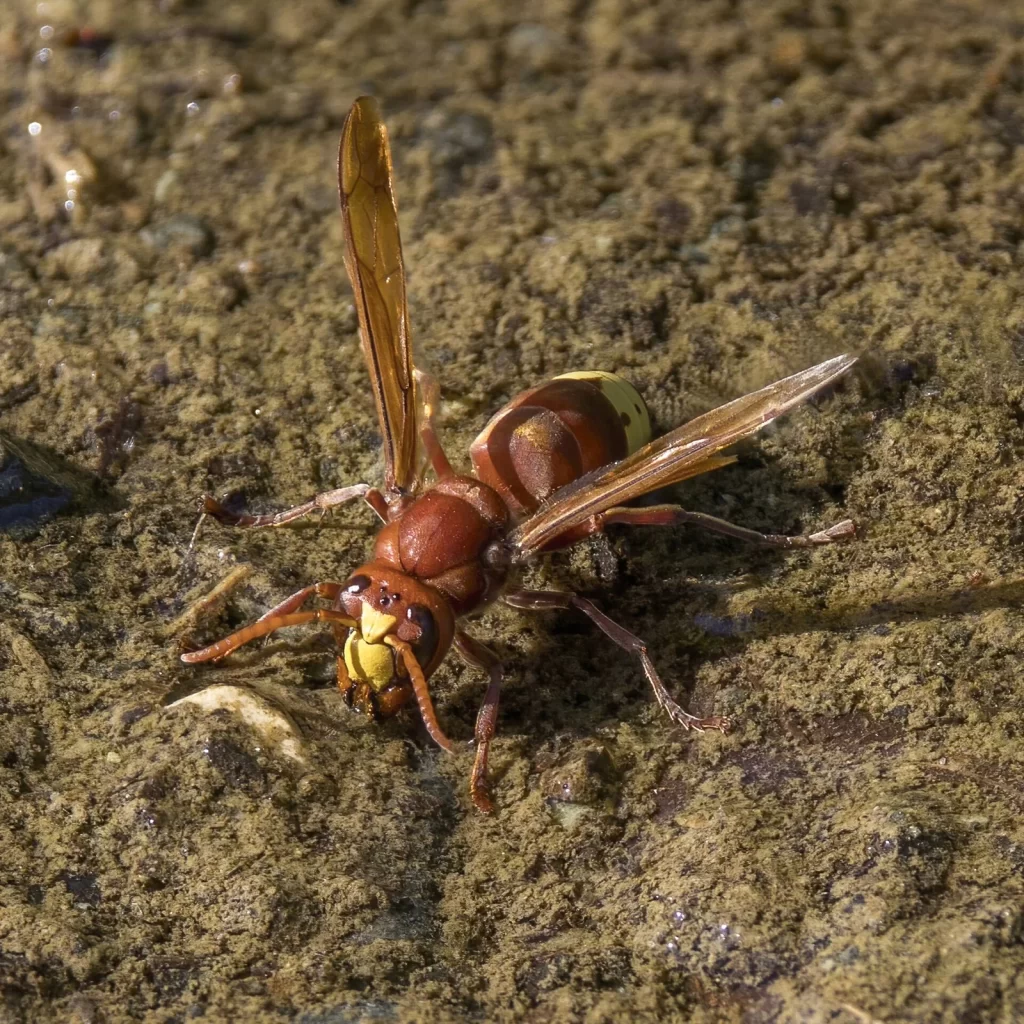Ejemplar de avispón oriental, Vespa orientalis, la especie presente en Málaga